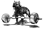Westside Barbell Westside Barbell
